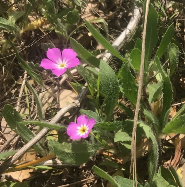 GOLDENEYE PHLOX
Visual: small purple or pink flower with five petals and a hollow, white-to-yellow center
Fun fact: phlox is pronounced “flocks”
Time active: Feb.-May
(Nicholas Cicale/Community Impact Newspaper)