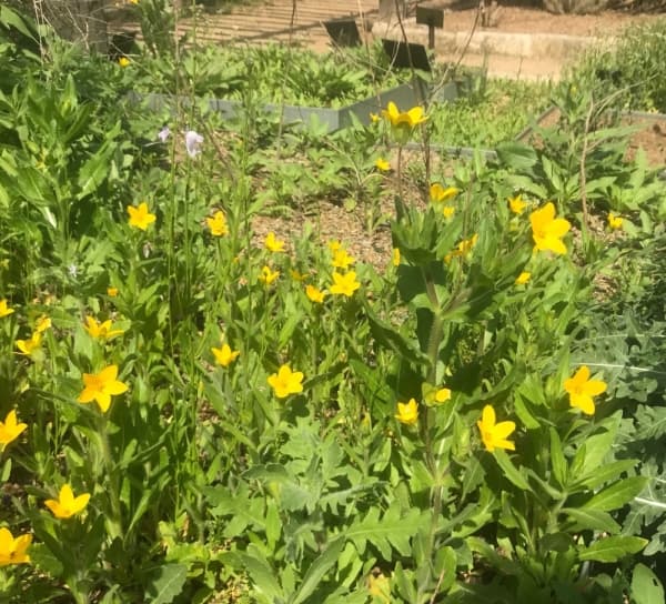 TEXAS YELLOWSTAR
Visual: a small, star-shaped flower with yellow, pointed petals
Fun fact: flower stars can have five, six or three petals
Time active: March-May
(Nicholas Cicale/Community Impact Newspaper)
