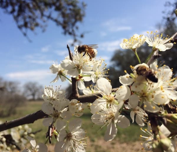 MEXICAN PLUM
Visual: a tree with clusters of white flowers and oval-shaped leaves
Fun fact: produces dark-purple fruit that ripen in the summer
Time active: Feb.-April
Mexican Plum (Courtesy Ladybird Johnson Wildflower Center)
