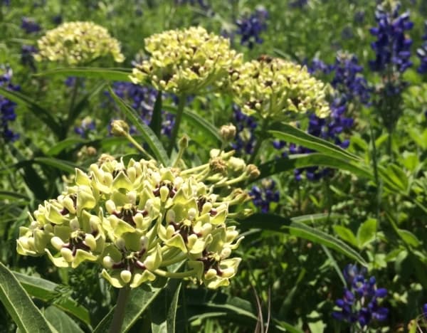 ANTELOPE HORNS MILKWEED
Visual: cluster of small green, white and purple flowers atop a stem
Fun fact: Milkweed is the food source for Monarch butterfly caterpillars
Time active: March-Oct.
(Courtesy Ladybird Johnson Wildflower Center)