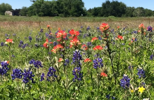 INDIAN PAINTBRUSH
Visual: fanned top with orange/ red leaves under small white flowers
Fun fact: varieties can vary in color including shades of yellow
Time active: March-May
(Courtesy Ladybird Johnson Wildflower Center)
