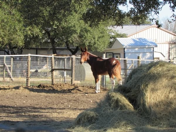 




Equine trainer Laura Hermanson offers lessons at Tres Reynas.