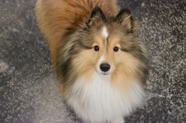 Cooper is one of several dogs who regularly visits Little Kahunas. (Amy Denney/Community Impact Newspaper)