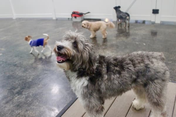 North Austin doggie day care caters to small pups