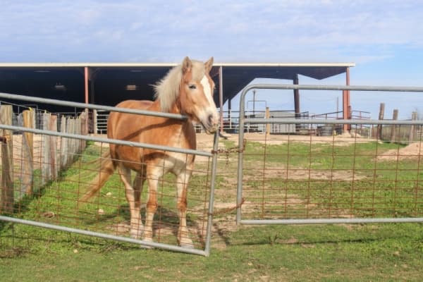 "Our horses are definitely our most valuable amazing resource,” Young said. (Rachal Russell/Community Impact Newspaper)