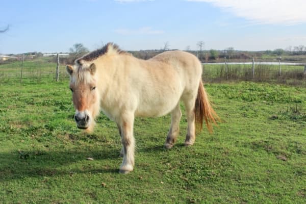 The nonprofit also developed an eight-week horse camp active during summers that is inclusive of everyone in the community. (Rachal Russell/Community Impact Newspaper)