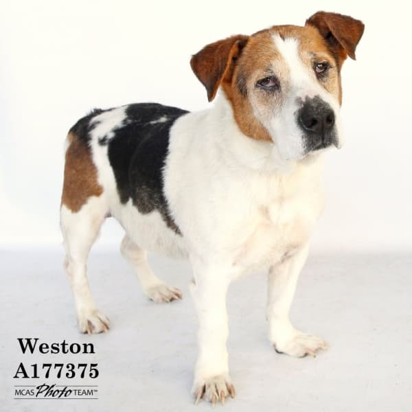 Montgomery County Animal Shelter waives adoption fees this weekend, Feb. 7-9