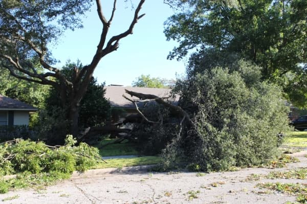 Tree replanting efforts underway in tornado-impacted areas of Richardson
