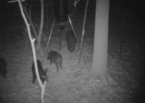 Feral hogs have been reported at night in several locations in The Woodlands area. (Courtesy Texas A&M Forest Service)
