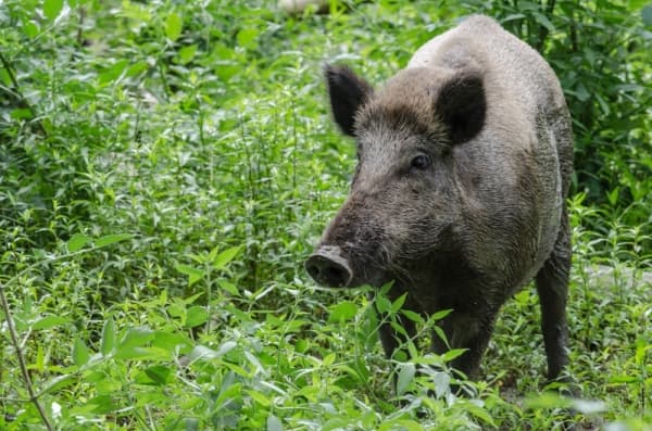 Feral hogs spur county, township to action