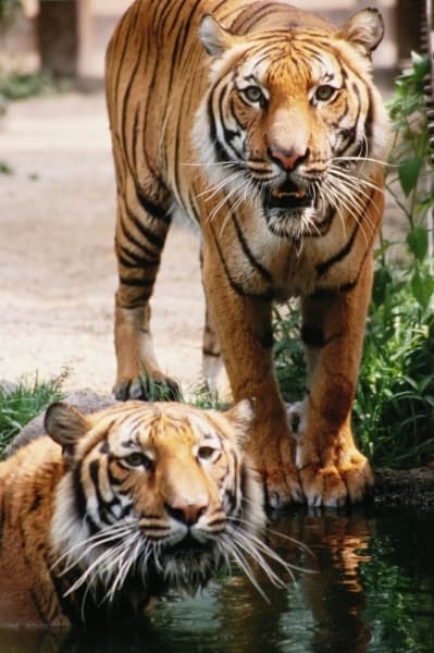Houston Zoo had $242M economic impact in 2018, new study reveals