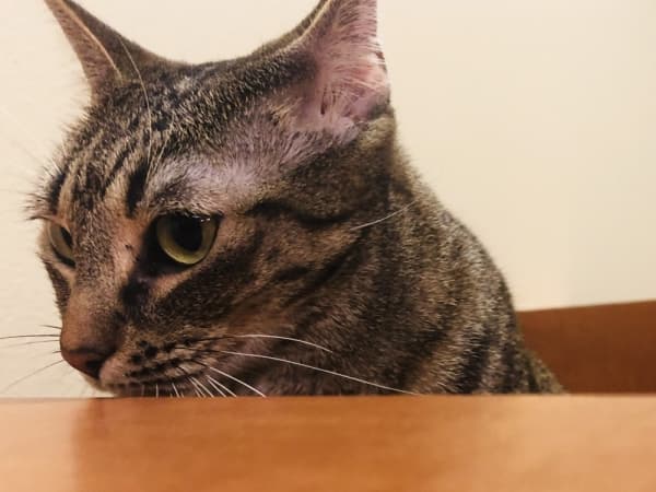 Classy Cats is a nonprofit adoption and rescue organization that has been in operation in Dallas-Fort Worth for more than 25 years. (Ian Pribanic/Community Impact Newspaper)