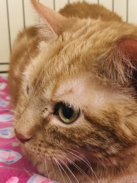 More than a dozen cats were in attendance at the Roanoke Public Library Cat Cafe event. (Ian Pribanic/Community Impact Newspaper)