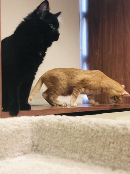 A pair of cats explore the Roanoke Public Library during the third annual Cat Cafe event. (Ian Pribanic/Community Impact Newspaper)