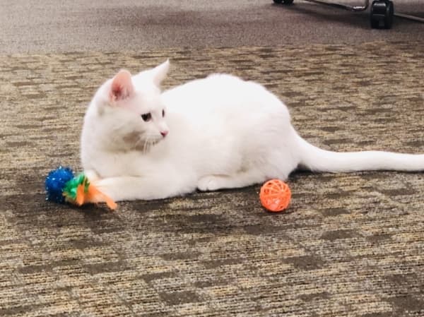 Guests of the Cat Cafe were provided a number of toys, cat trees and other fun objects to explore. (Ian Pribanic/Community Impact Newspaper)