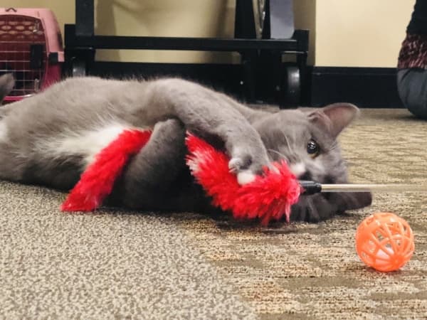 Cats like Jerome, Aspen and Nuggett showed off their playful sides. (Ian Pribanic/Community Impact Newspaper)