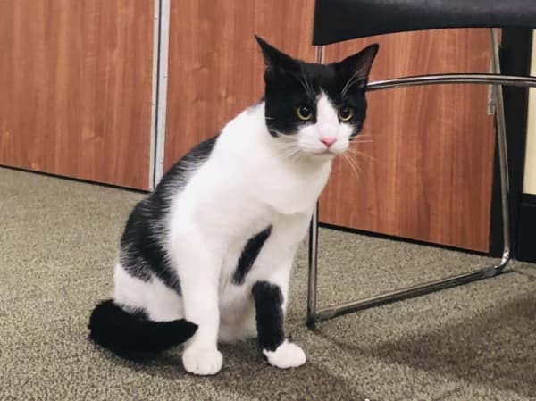 The Roanoke Public Library offers a wide selection of cat-related literature, from fictional tales to everyday cat care. (Ian Pribanic/Community Impact Newspaper)