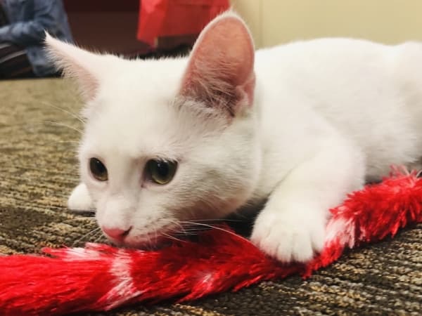 GALLERY: Roanoke Public Library hosts third annual cat cafe