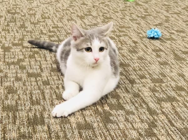 The Roanoke Public Library hosted its third annual Cat Cafe event Feb. 13. (Ian Pribanic/Community Impact Newspaper)