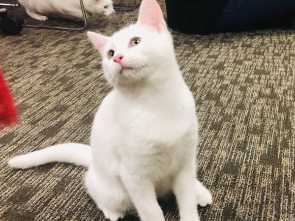 Garon, in his solid white coat, eyes one of the many fun toys at the Cat Cafe. (Ian Pribanic/Community Impact Newspaper)