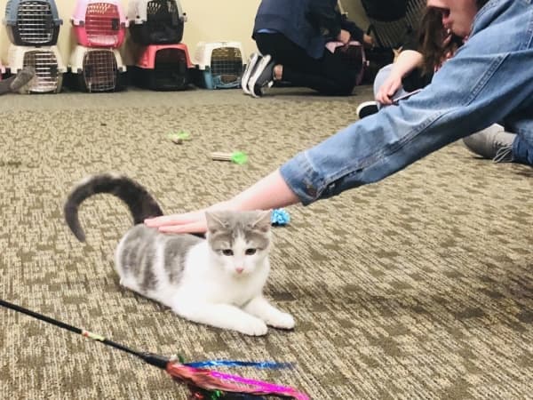 The Roanoke Public Library hosted its third annual Cat Cafe event Feb. 13. (Ian Pribanic/Community Impact Newspaper)