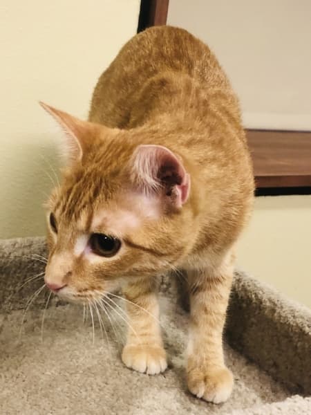 "We're hoping a lot of these cats find homes. The cafe helps them get acclimated to different people," said Ross Scoggins, the children's librarian at Roanoke Public Library. (Ian Pribanic/Community Impact Newspaper)
