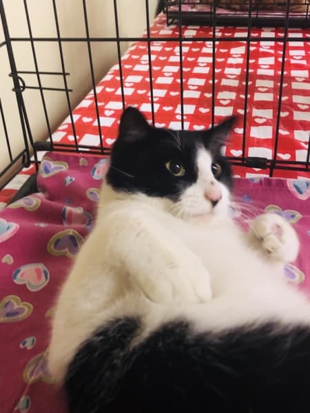 The Roanoke Public Library hosted its third annual Cat Cafe event Feb. 13. (Ian Pribanic/Community Impact Newspaper)