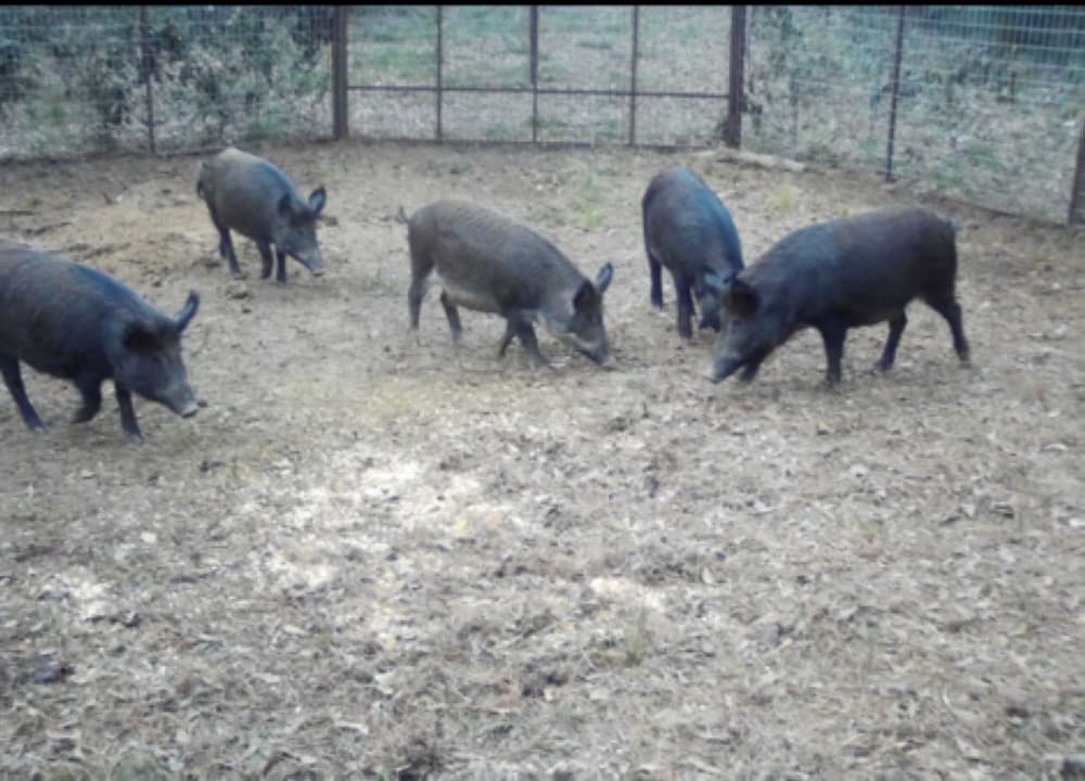 County traps 30 hogs in first month of trapping program; The Woodlands resident says her dog was possibly killed by boar