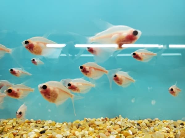 Tiny Aquatics opens in Round Rock