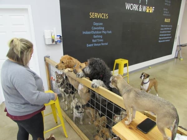 Jill Dretzka gives treats to dogs at the daycare. (Photos by Nicholas Cicale/Community Impact Newspaper)