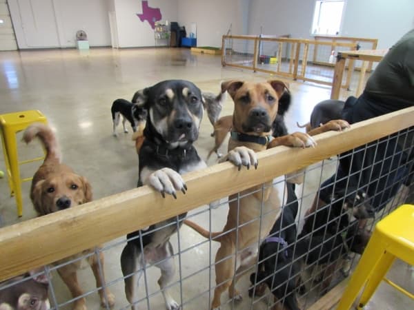Work & Woof offers dog daycare and coworking opportunities. (Photos by Nicholas Cicale/Community Impact Newspaper)