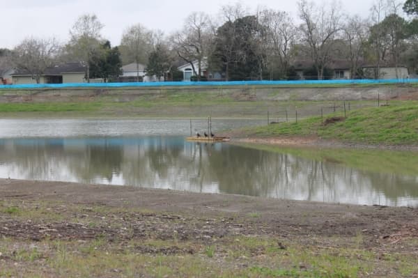 A group of cormorants gather in Phase 2 of Exploration Green. (Colleen Ferguson/Community Impact Newspaper)