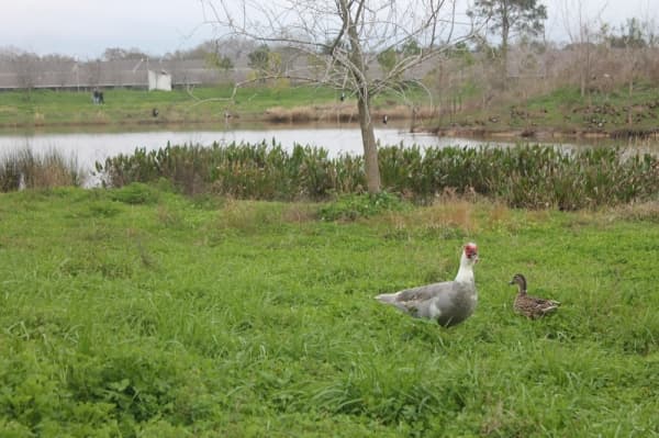 Birds inhabiting Exploration Green carried in fish eggs, which officials said helped to populate the lakes. (Colleen Ferguson/Community Impact Newspaper)