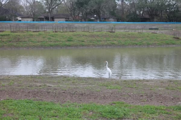 A great egret rests in Phase 2. (Colleen Ferguson/Community Impact Newspaper)