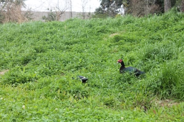 Exploration Green is home to nearly 100 different species of birds, such as the red-beaked Muscovy duck. (Colleen Ferguson/Community Impact Newspaper)