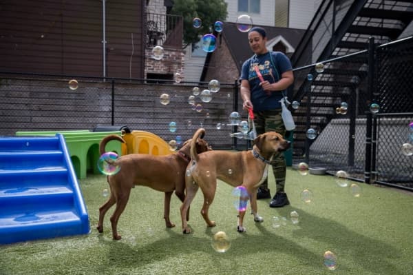 Jackson’s Place Pet Resort & Bakery offers a home away from home for dogs