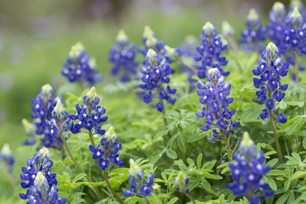 Here's when residents can expect to see bluebonnets in Central Texas this spring
