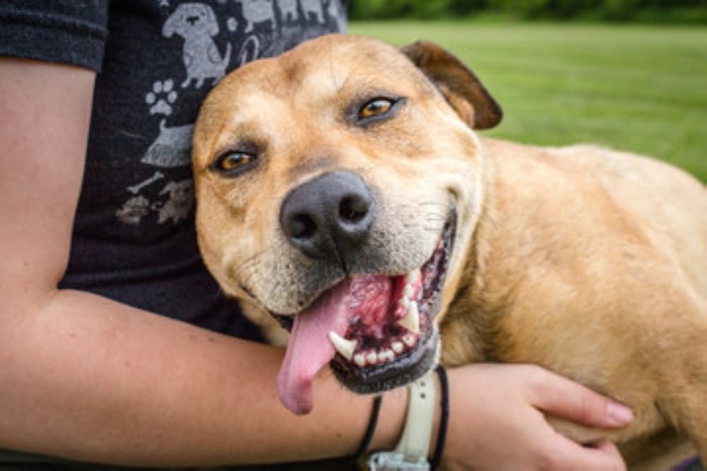 Dallas Animal Services offering free adoptions for pets until July 31