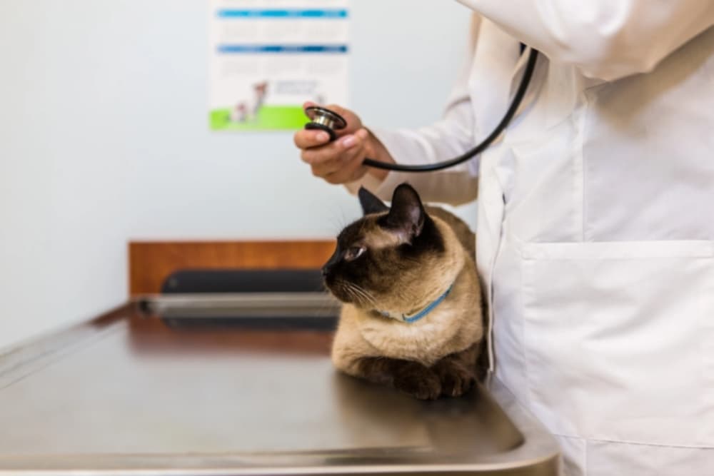 Georgetown Banfield Pet Hospital to close this month