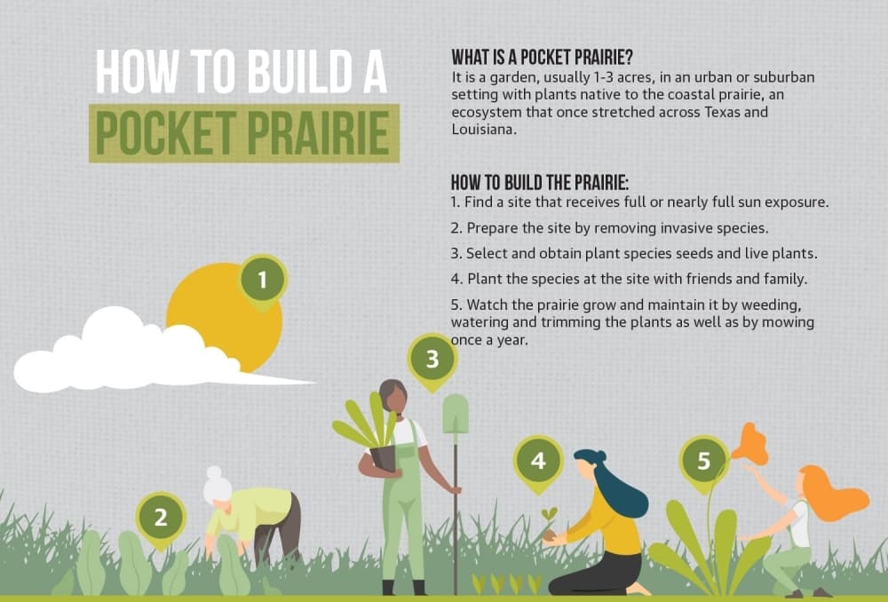 Inside Information: How to build a pocket prairie