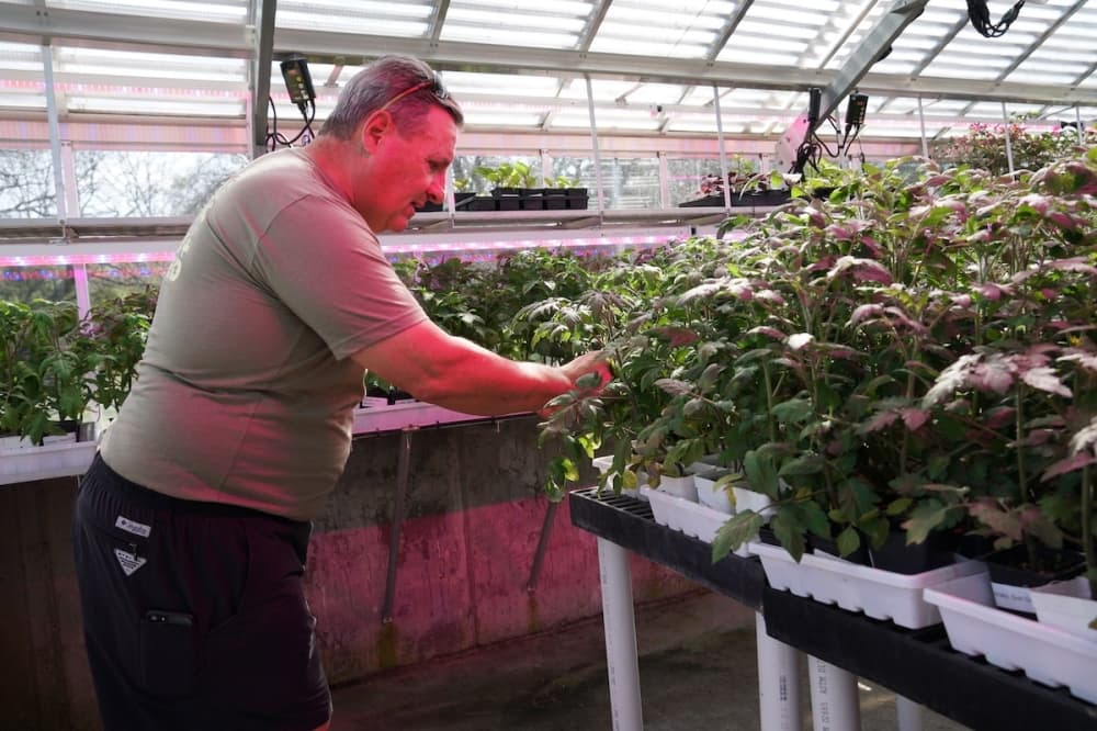 Chris Hanson surveys some of the greenhouse's tomatoes plants. (Gavin Pugh/Community Impact Newspaper)