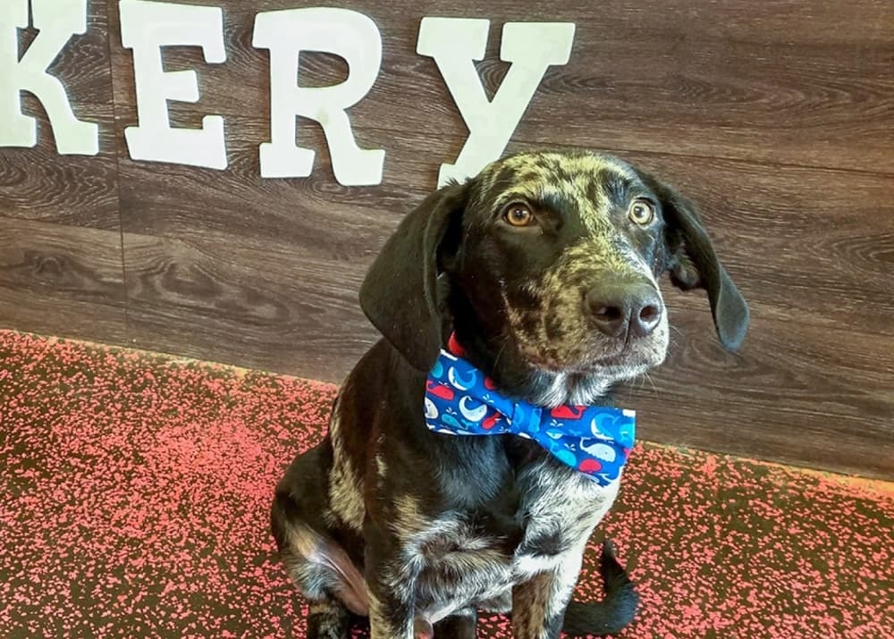 Woof Gang Bakery & Grooming to relocate to FM 2920