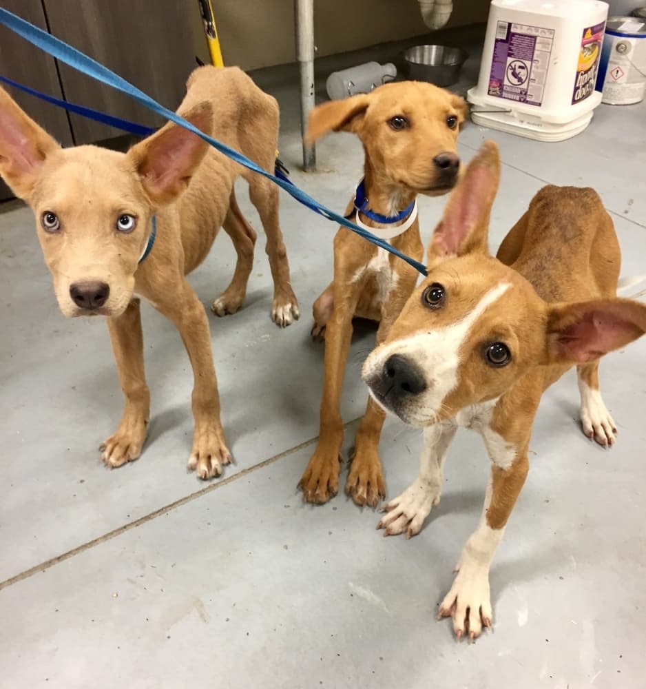 Montgomery County Animal Shelter operating by appointment, waiving fees; puppy cam shows featured fosters