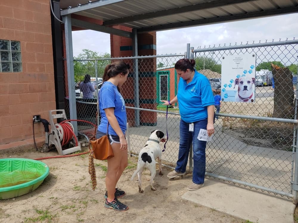 How to support from home: Greater Houston animal shelters see high intake of animals amidst coronavirus pandemic