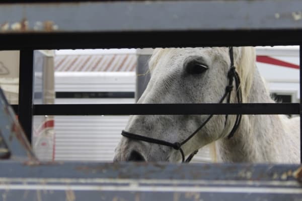 A historic trail ride was completed on the 175th anniversary of the founding of New Braunfels while many residents were staying home under government orders. (Warren Brown/Community Impact News)