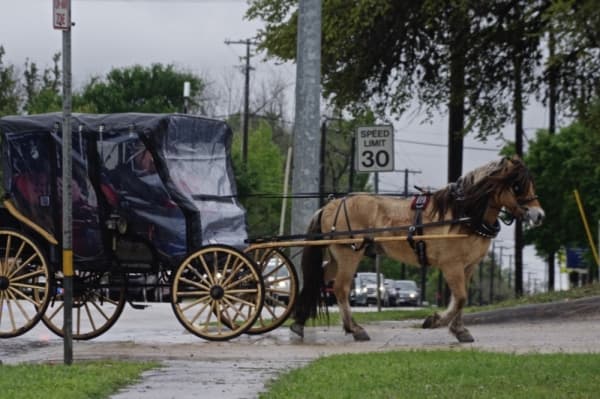 The eleventh Founders' Trail Ride was one of the few New Braunfels 175th Anniversary events not canceled due to COVID-19. (Warren Brown/Community Impact News)