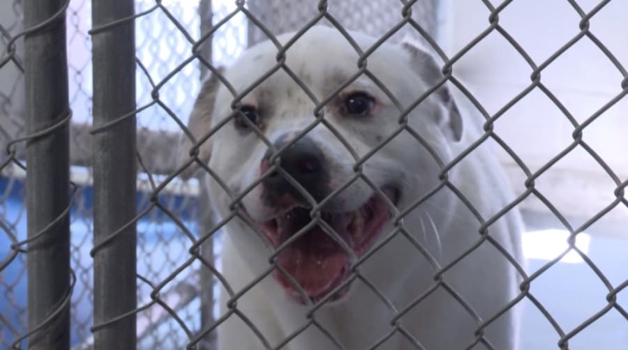 Richardson Animal Shelter reports increase in adoptions amid coronavirus