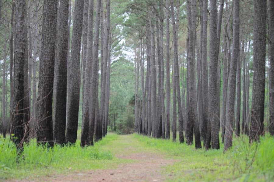 The trails of William Goodrich Jones State Forest stand empty April 3. (Andy Li/Community Impact Newspaper)