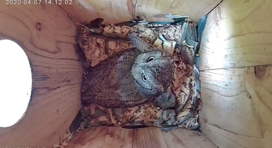 WATCH HERE: Northwest Austin webcam streaming owlet eggs set to hatch in April