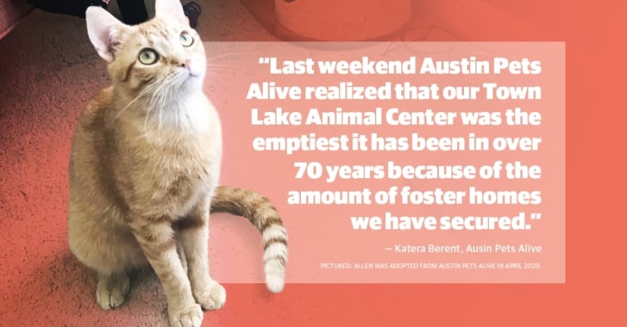 Animal adoption, foster numbers up as Austin community comes together to support shelters